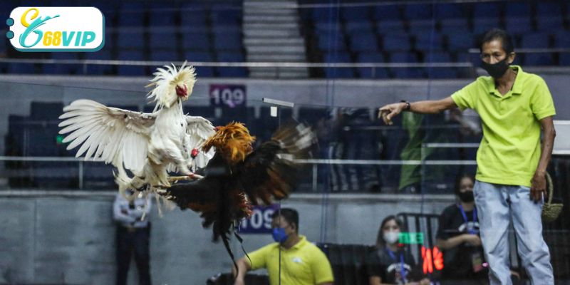Một vài kinh nghiệm để soi kèo cược chọi gà đảm bảo thắng chắc