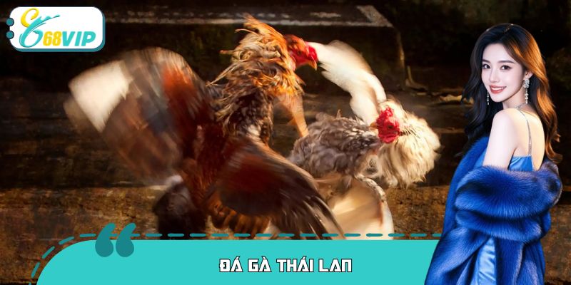 Đá Gà Thái Lan: Trải Nghiệm Kịch Tính Số 1 Tại 68VIP